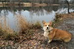 DZHEMINI AMAZING MY CASPER (Вл. Азаренкова Н.)
