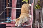 Щенки Вельш корги пемброк ЕДВИГА (ВИДЖИ) Щенки Вельш корги пемброк ЕДВИГА (ВИДЖИ)