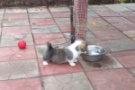 Щенок Вельш корги пемброк соболиный ЖЮЛЬЕН