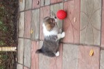 Щенок Вельш корги пемброк соболиный ЖЮЛЬЕН