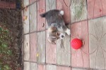 Щенок Вельш корги пемброк соболиный ЖЮЛЬЕН