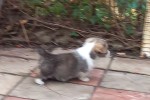 Щенок Вельш корги пемброк соболиный ЖЮЛЬЕН