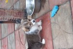 Щенок Вельш корги пемброк соболиный ЖЮЛЬЕН