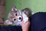 Щенок Вельш корги пемброк к НОЯБРЮ