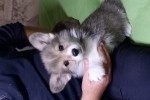 Щенок Вельш корги пемброк к НОЯБРЮ