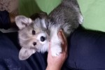 Щенок Вельш корги пемброк к НОЯБРЮ
