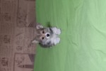 Щенок Вельш корги пемброк к НОЯБРЮ