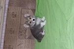 Щенок Вельш корги пемброк к НОЯБРЮ