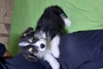 Щенок Вельш корги пемброк триколор Щенок Вельш корги пемброк триколор