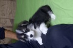 Щенок Вельш корги пемброк триколор Щенок Вельш корги пемброк триколор
