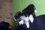 Щенок Вельш корги пемброк триколор Щенок Вельш корги пемброк триколор