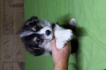 Щенок Вельш корги пемброк триколор Щенок Вельш корги пемброк триколор