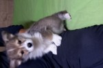 Щенок Вельш корги пемброк соболиный ЖЮЛЬЕН