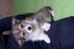 Щенок Вельш корги пемброк соболиный ЖЮЛЬЕН