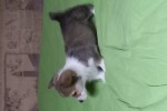 Щенок Вельш корги пемброк соболиный ЖЮЛЬЕН