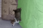 Щенок Вельш корги пемброк соболиный ЖЮЛЬЕН