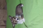 Щенок Вельш корги пемброк соболиный ЖЮЛЬЕН