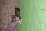 Щенок Вельш корги пемброк соболиный ЖЮЛЬЕН