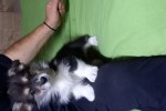 Щенок Вельш корги пемброк к НОЯБРЮ