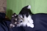 Щенок Вельш корги пемброк к НОЯБРЮ