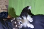 Щенок Вельш корги пемброк к НОЯБРЮ