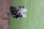 Щенок Вельш корги пемброк к НОЯБРЮ