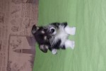 Щенок Вельш корги пемброк к НОЯБРЮ