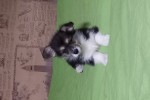 Щенок Вельш корги пемброк к НОЯБРЮ