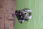 Щенок Вельш корги пемброк к НОЯБРЮ