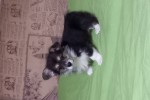 Щенок Вельш корги пемброк к НОЯБРЮ