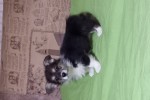Щенок Вельш корги пемброк к НОЯБРЮ