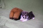 Щенок Вельш корги пемброк к НОЯБРЮ