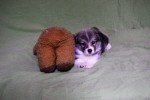 Щенок Вельш корги пемброк к НОЯБРЮ