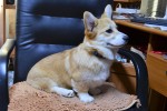 Щенки Вельш корги пемброк ЕДВИГА (ВИДЖИ) Щенки Вельш корги пемброк ЕДВИГА (ВИДЖИ)
