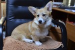 Щенки Вельш корги пемброк ЕДВИГА (ВИДЖИ) Щенки Вельш корги пемброк ЕДВИГА (ВИДЖИ)