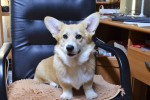 Щенки Вельш корги пемброк ЕДВИГА (ВИДЖИ) Щенки Вельш корги пемброк ЕДВИГА (ВИДЖИ)