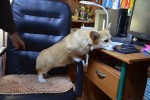 Щенки Вельш корги пемброк ЕДВИГА (ВИДЖИ) Щенки Вельш корги пемброк ЕДВИГА (ВИДЖИ)