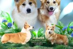Щенки Вельш корги пемброк ЕДВИГА (ВИДЖИ) Щенки Вельш корги пемброк ЕДВИГА (ВИДЖИ)